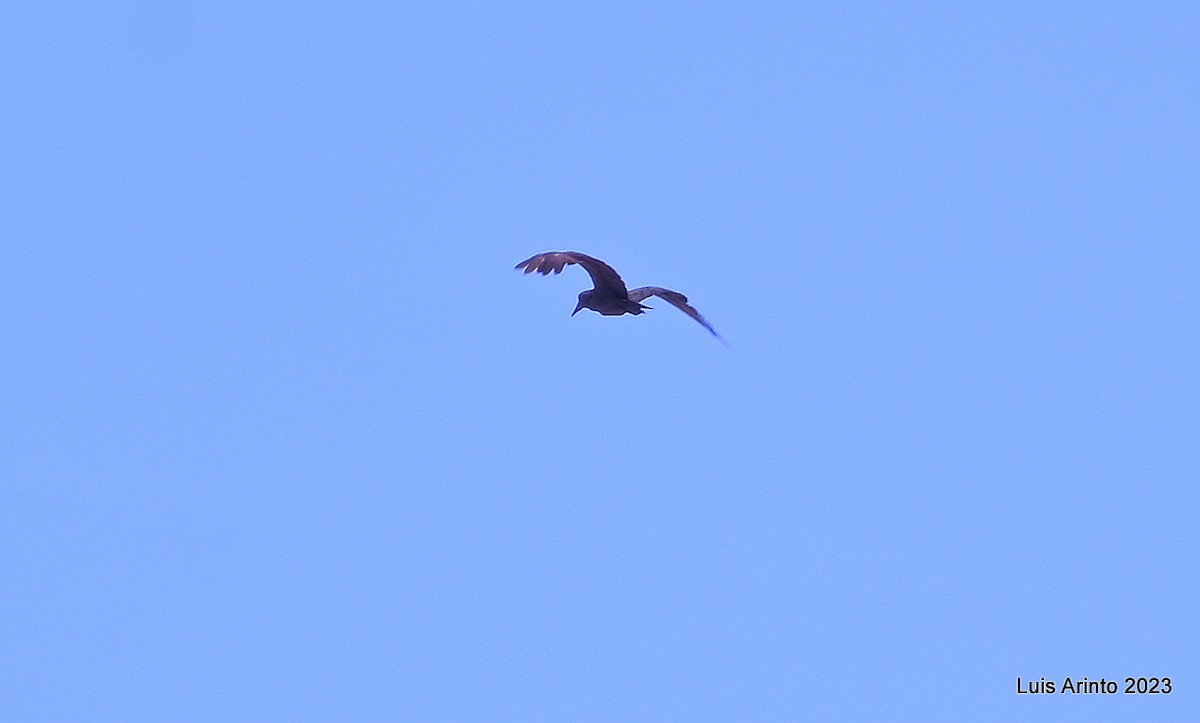 Hamerkop - ML644387159