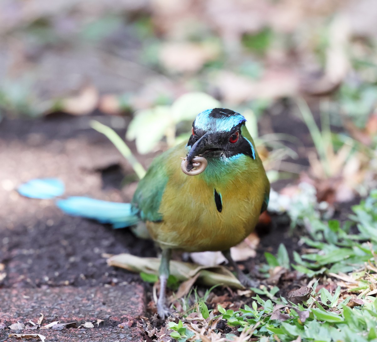 momot diadémový - ML644387161