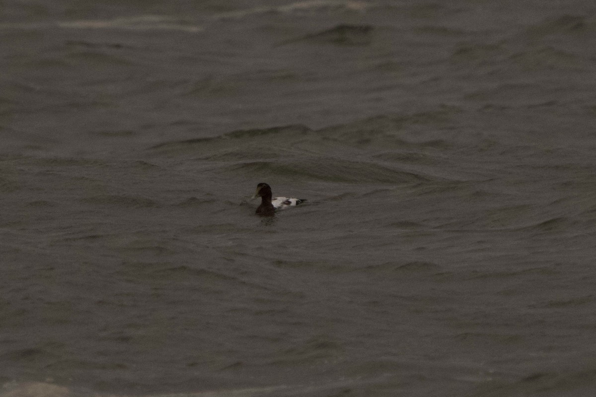 Common Eider - ML644387177