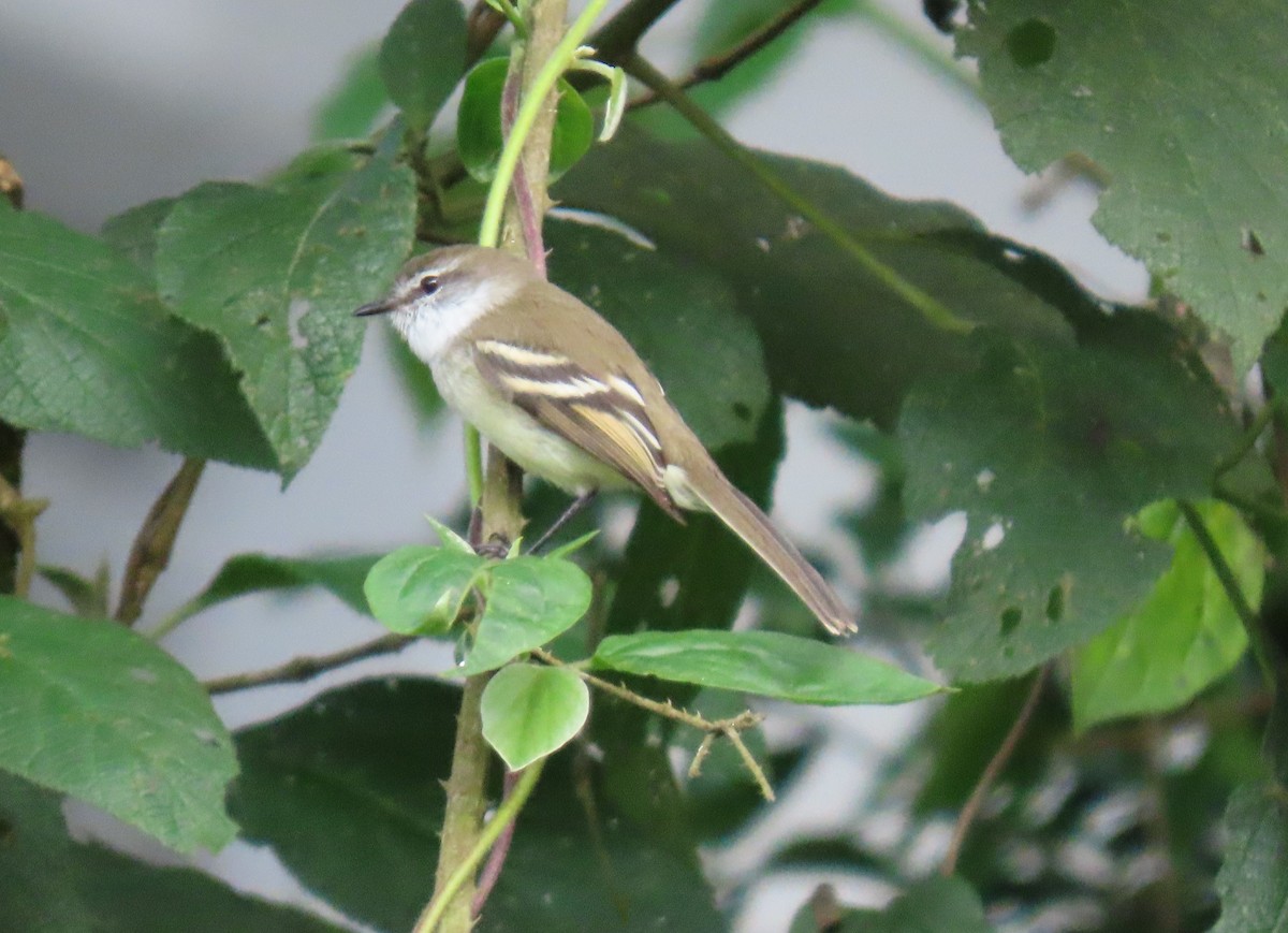 フタスジタイランチョウ - ML644387187