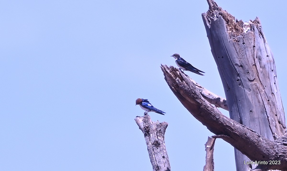 Wire-tailed Swallow - ML644387199