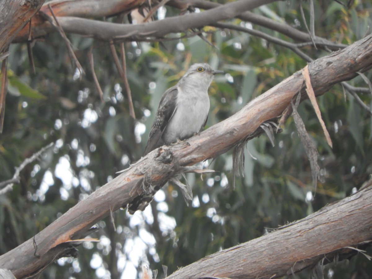 Pallid Cuckoo - ML644387207