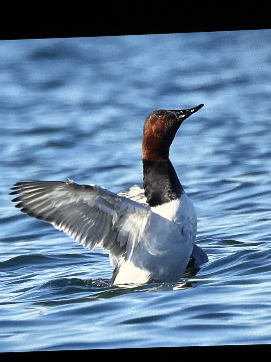Canvasback - ML644387208