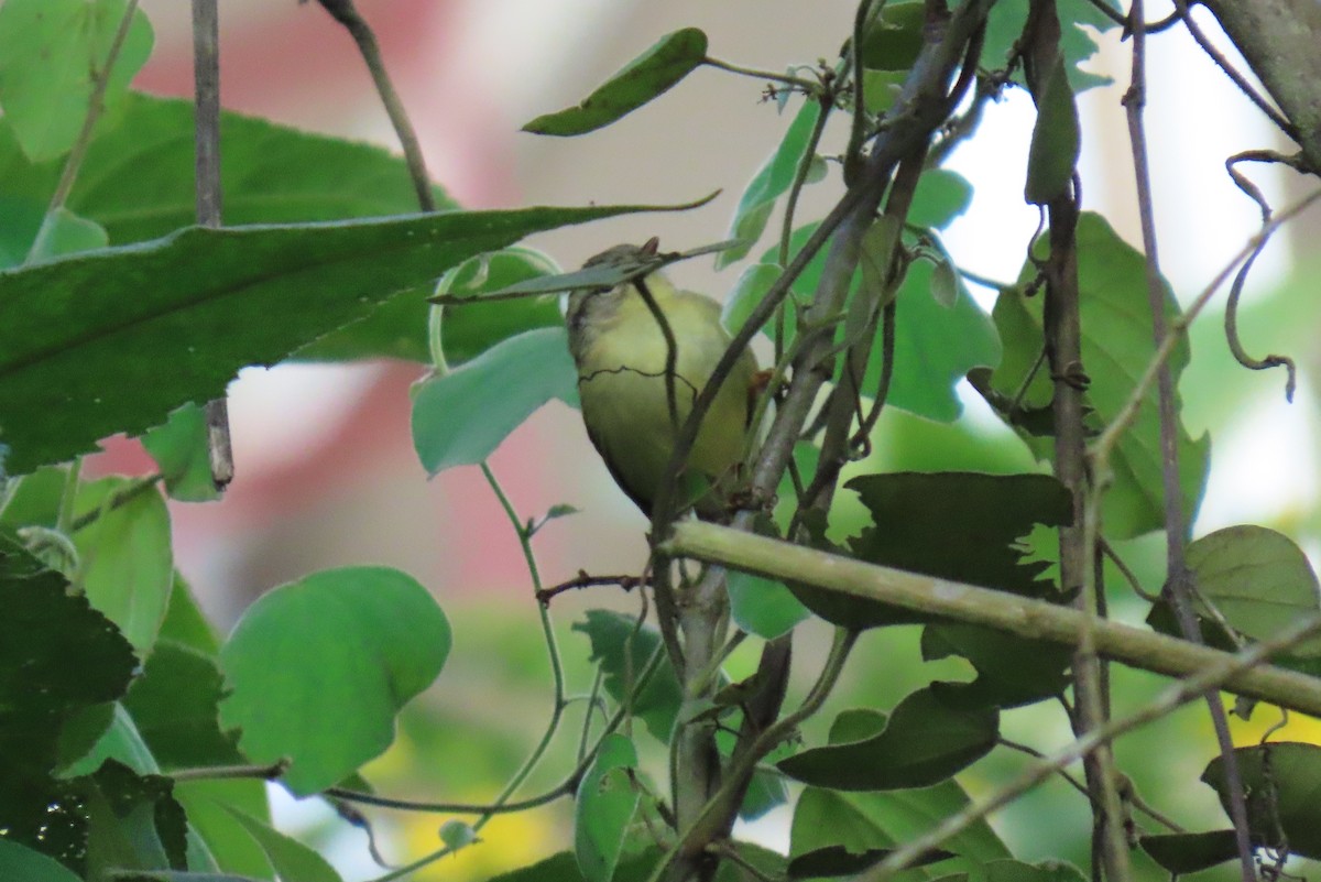 Three-striped Warbler - ML644387211