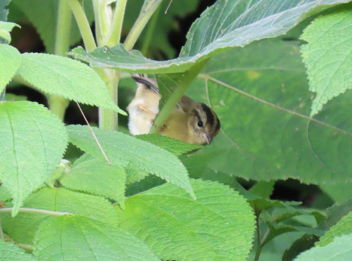 Three-striped Warbler - ML644387212
