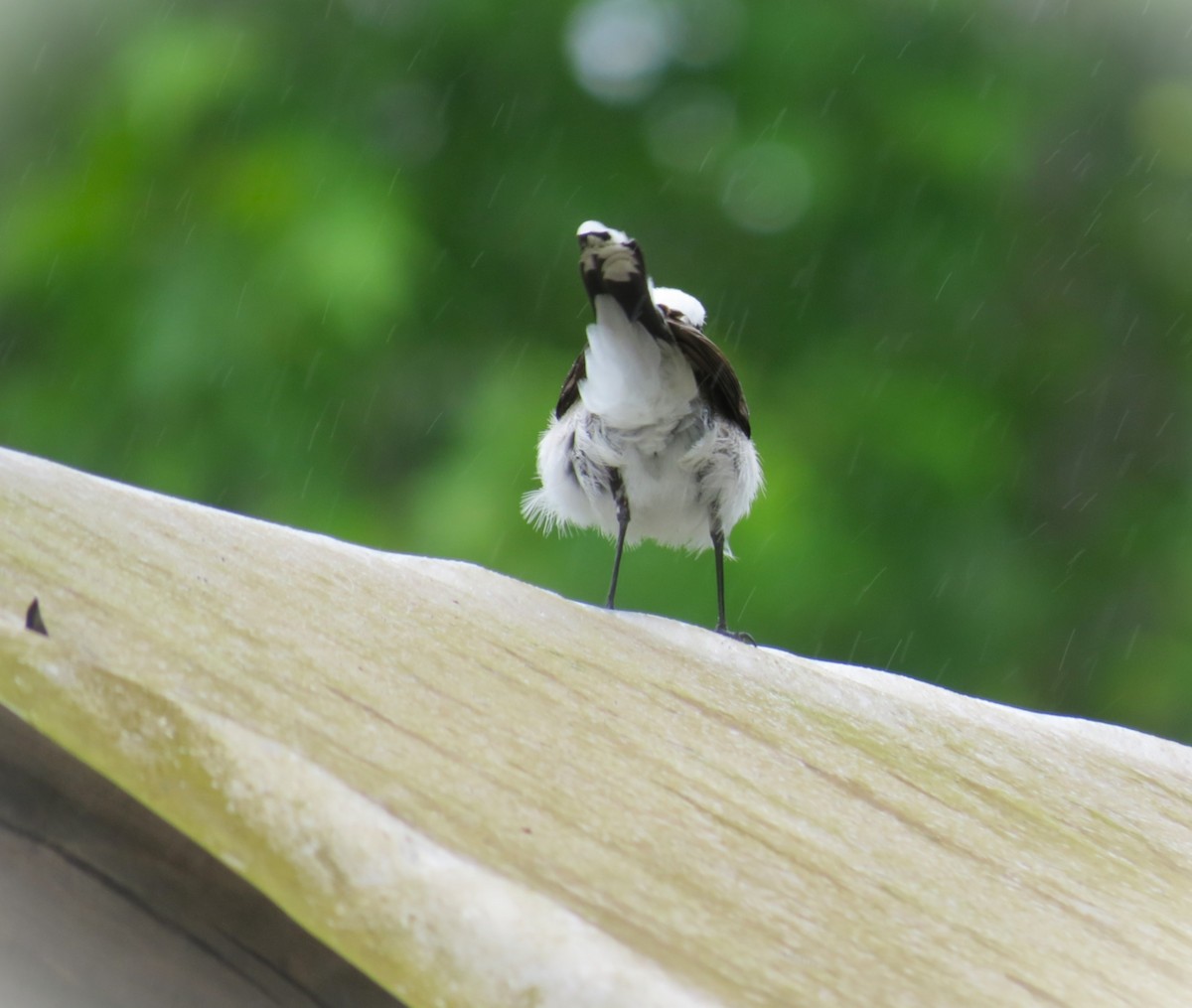 Masked Water-Tyrant - ML644387232