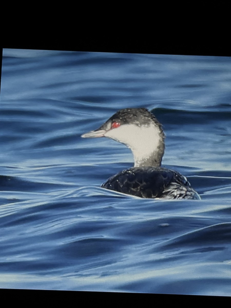 ミミカイツブリ - ML644387235