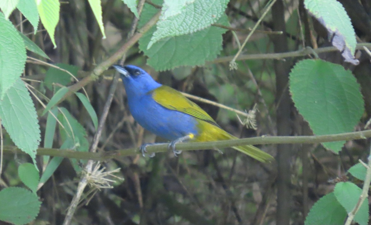 Blue-capped Tanager - ML644387236