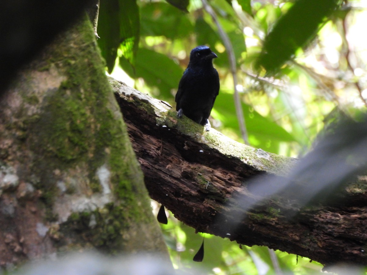 Райский дронго - ML644387245