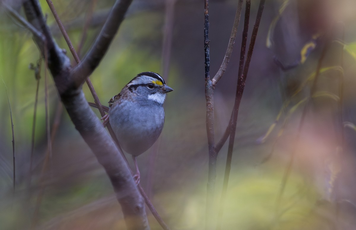 Ak Boğazlı Serçe - ML644387246