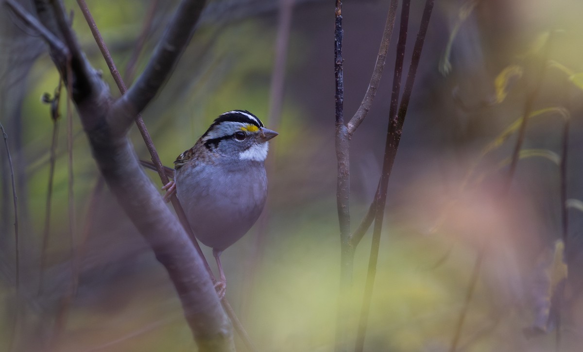 Ak Boğazlı Serçe - ML644387247