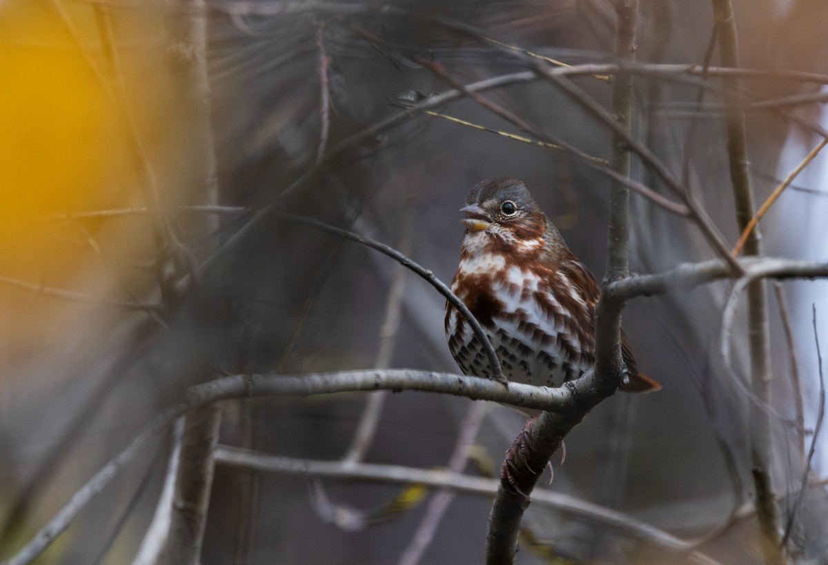 Tilki Renkli Serçe (iliaca/zaboria) - ML644387250