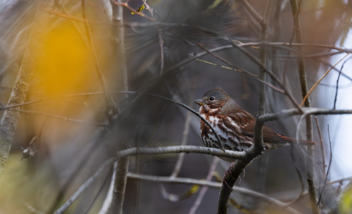 Tilki Renkli Serçe (iliaca/zaboria) - ML644387252