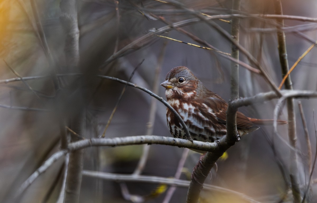 Tilki Renkli Serçe (iliaca/zaboria) - ML644387255