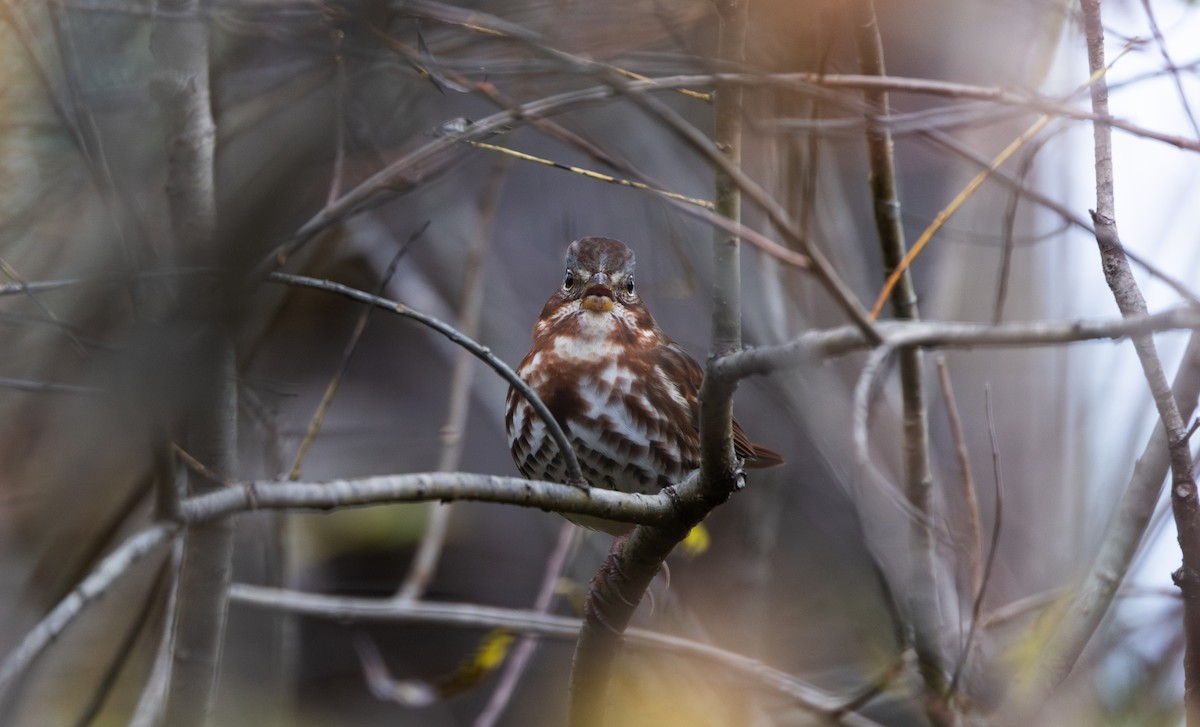 Tilki Renkli Serçe (iliaca/zaboria) - ML644387256