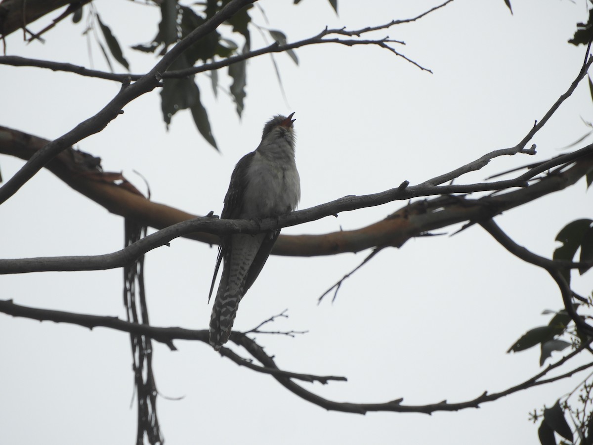 Pallid Cuckoo - ML644387257