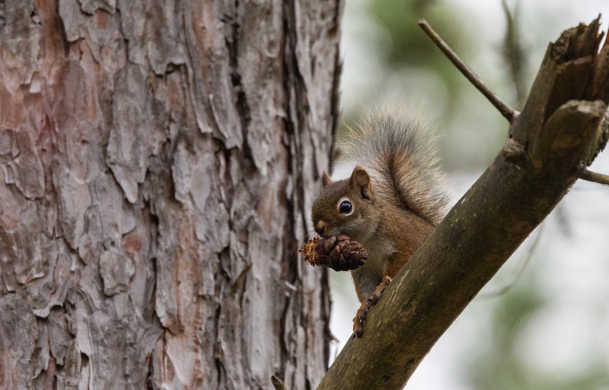 Amerika Kızıl Sincabı - ML644387259