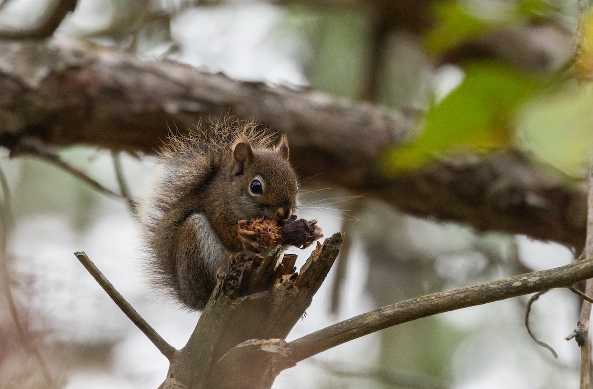 Amerika Kızıl Sincabı - ML644387264