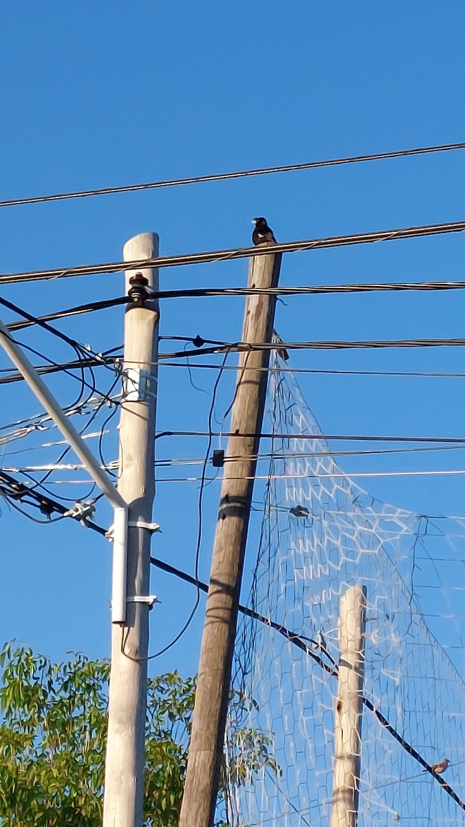 Crested Myna - ML644387268