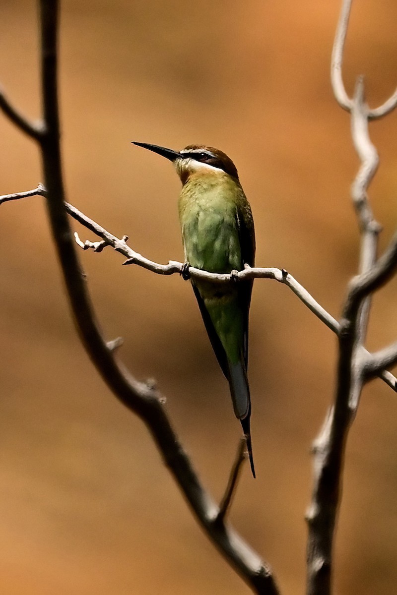 Olive Bee-eater - ML644387271