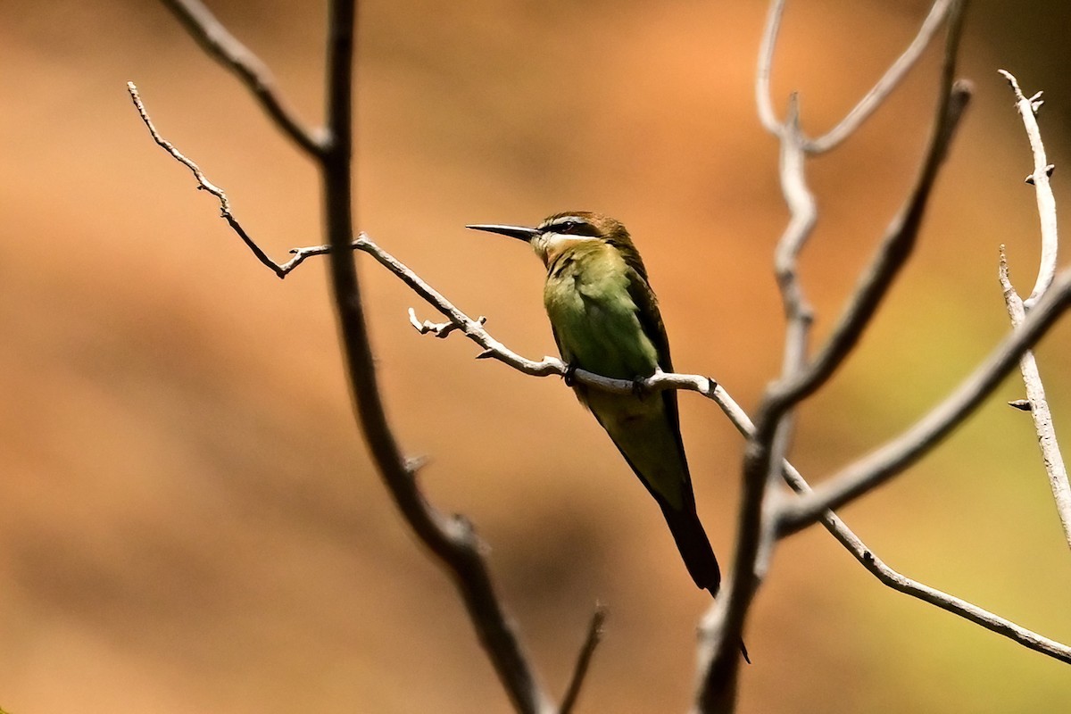 Olive Bee-eater - ML644387272