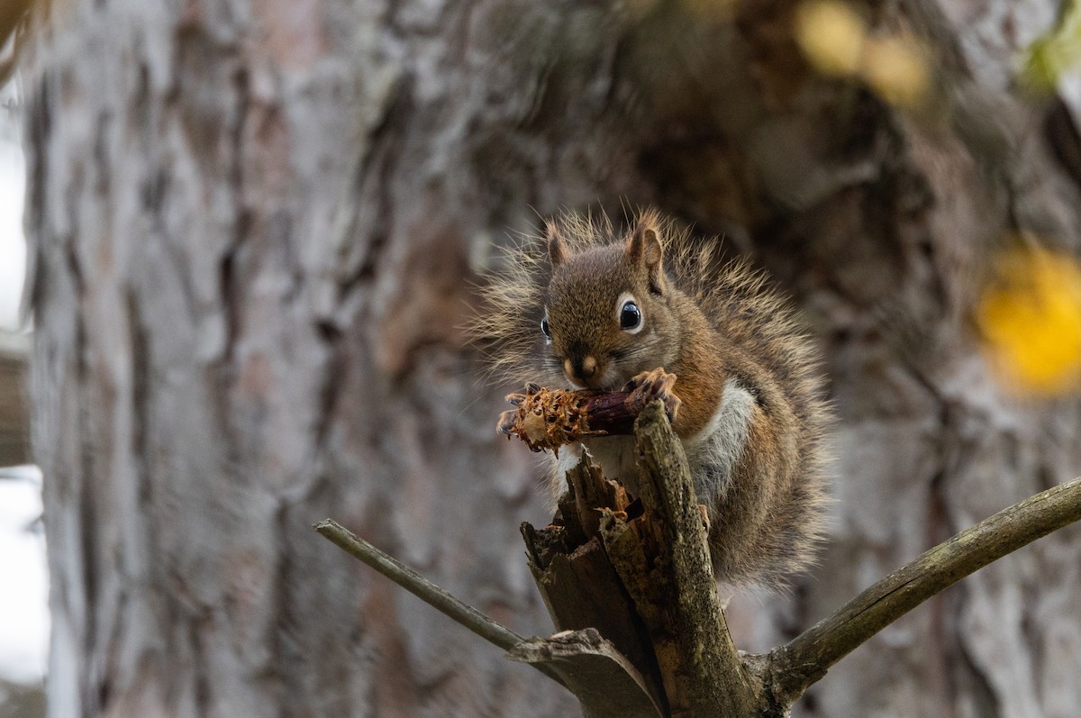 Amerika Kızıl Sincabı - ML644387273