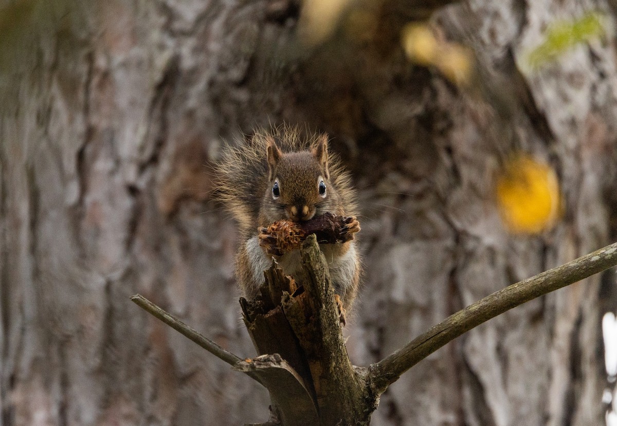 Amerika Kızıl Sincabı - ML644387274