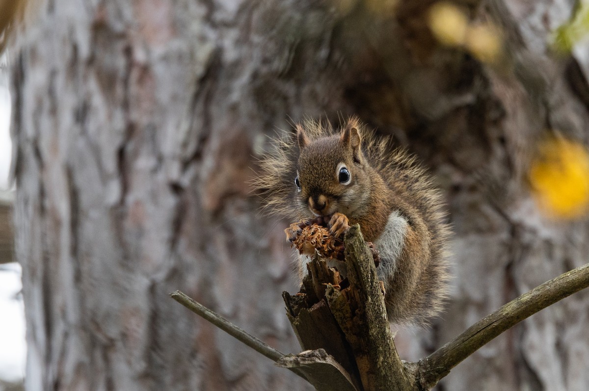 Amerika Kızıl Sincabı - ML644387278
