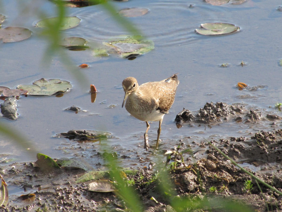 Einsiedelwasserläufer - ML644387282