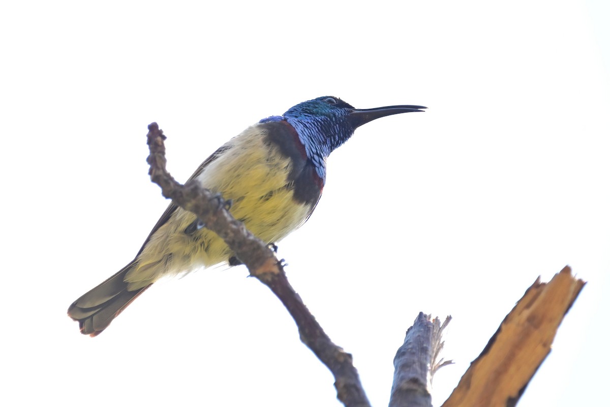 sovimangasolfugl - ML644387289