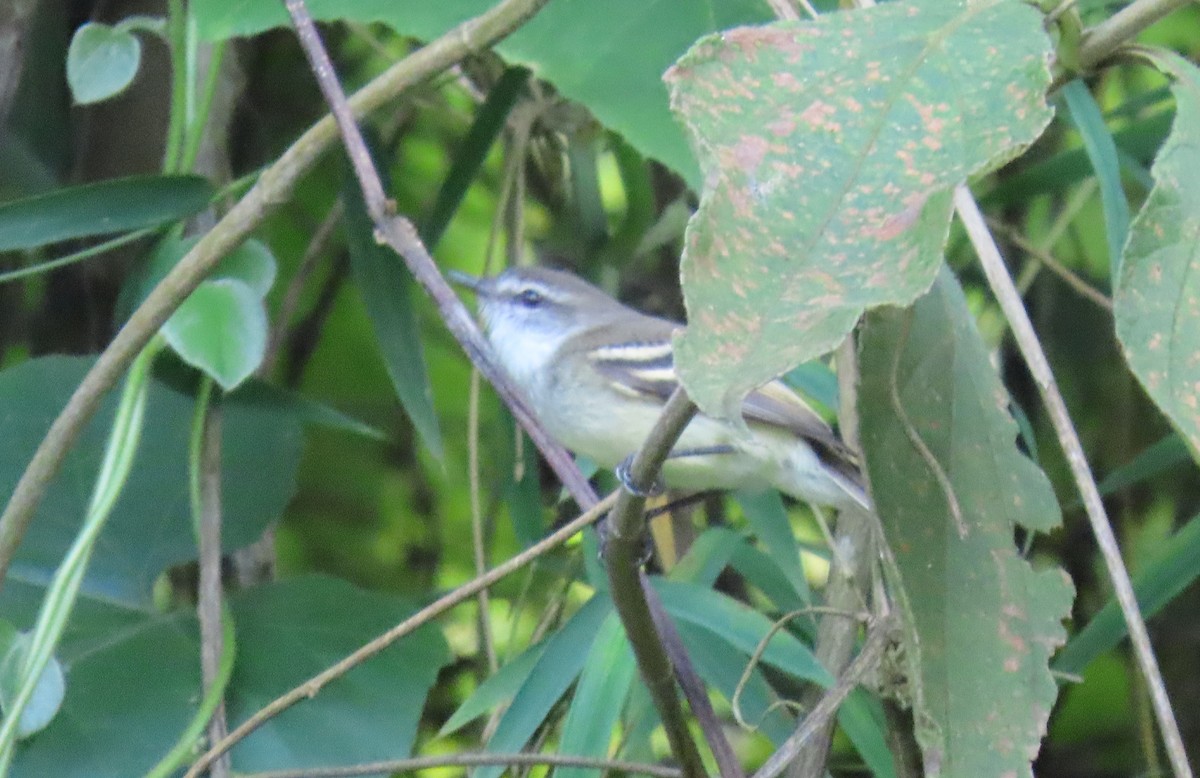 フタスジタイランチョウ - ML644387292