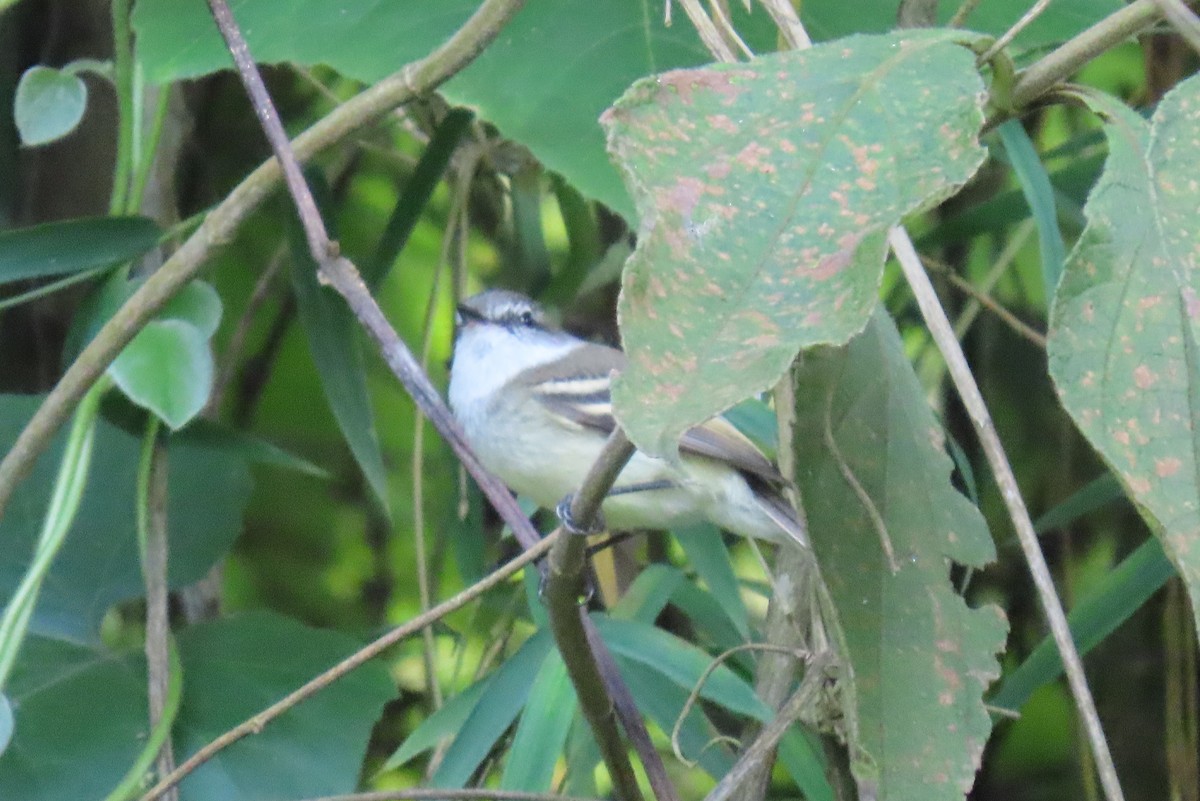 フタスジタイランチョウ - ML644387293