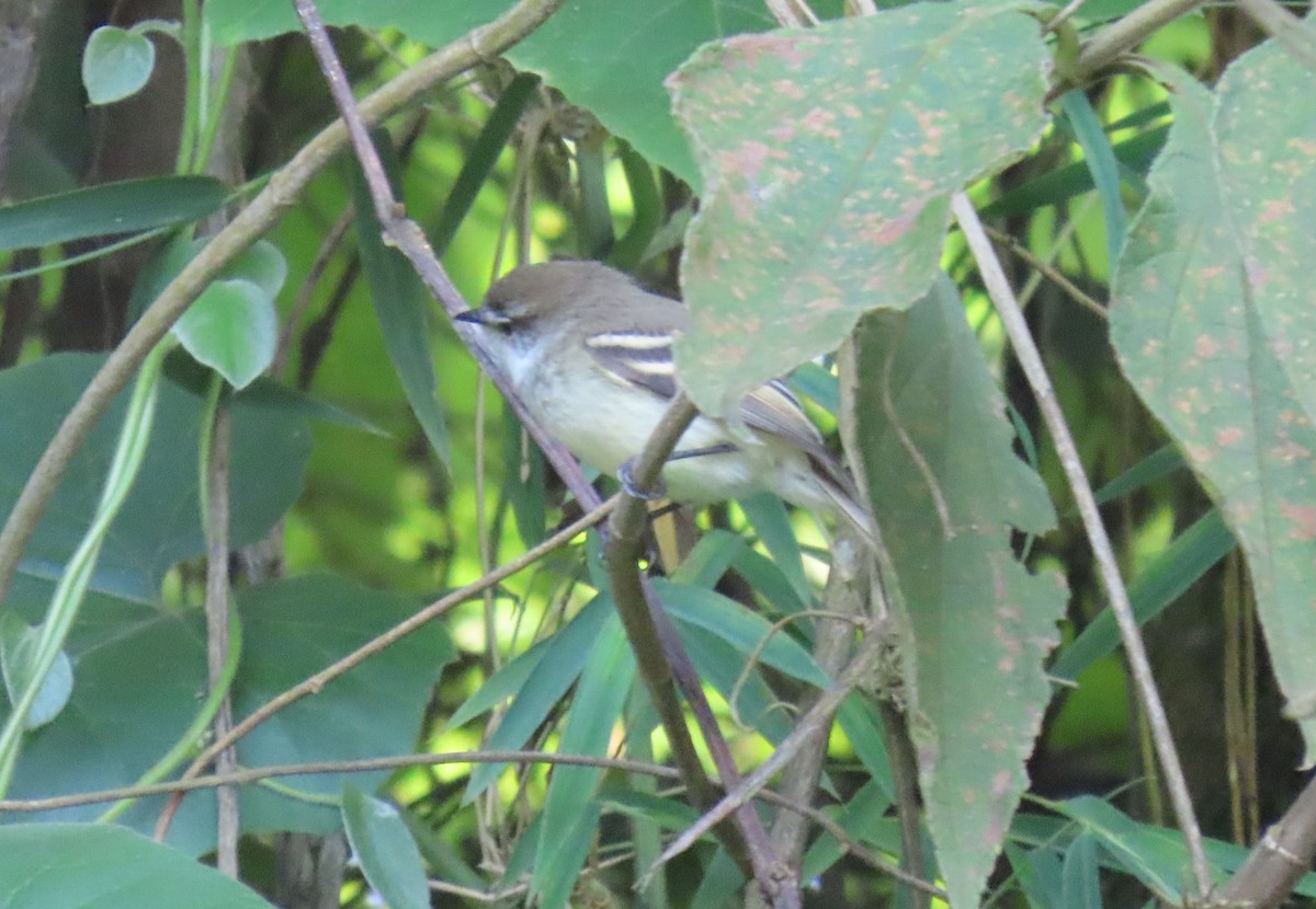 フタスジタイランチョウ - ML644387294