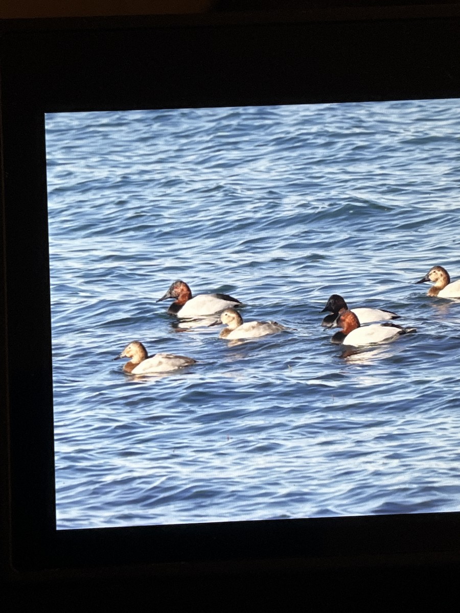 Canvasback - ML644387306