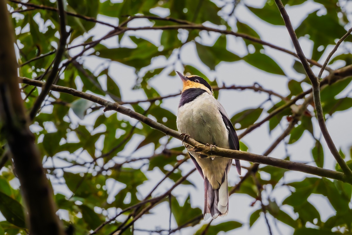Fruit-hunter - ML644387315
