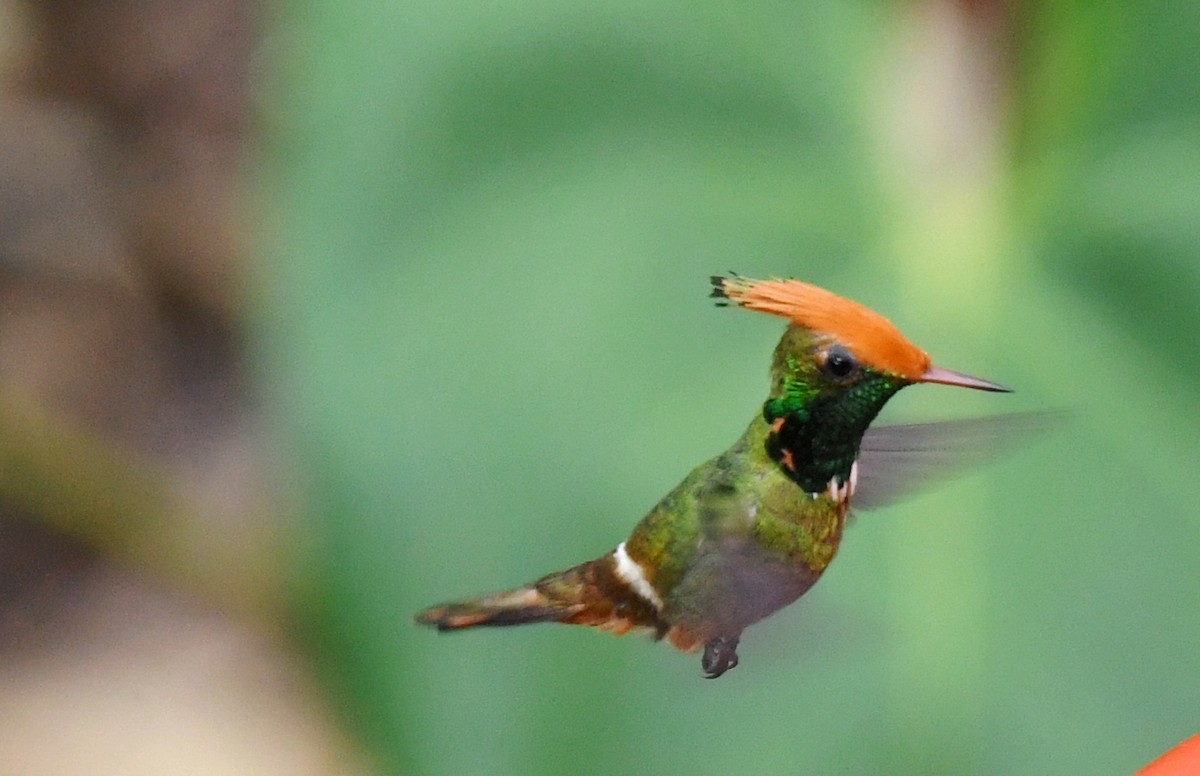 Rufous-crested Coquette - ML644387318