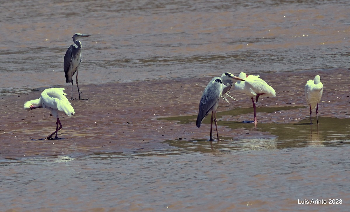 Gray Heron - ML644387321