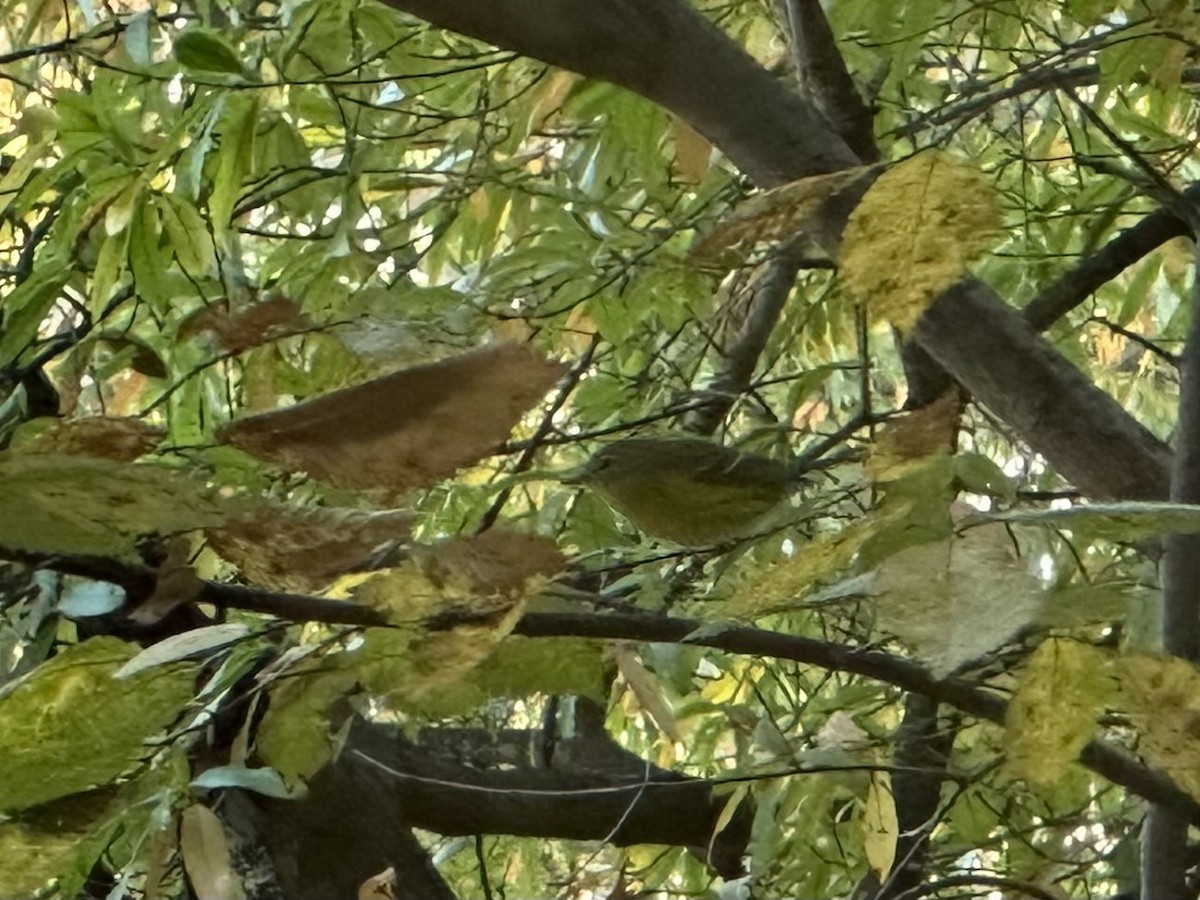 magnoliaparula - ML644387322