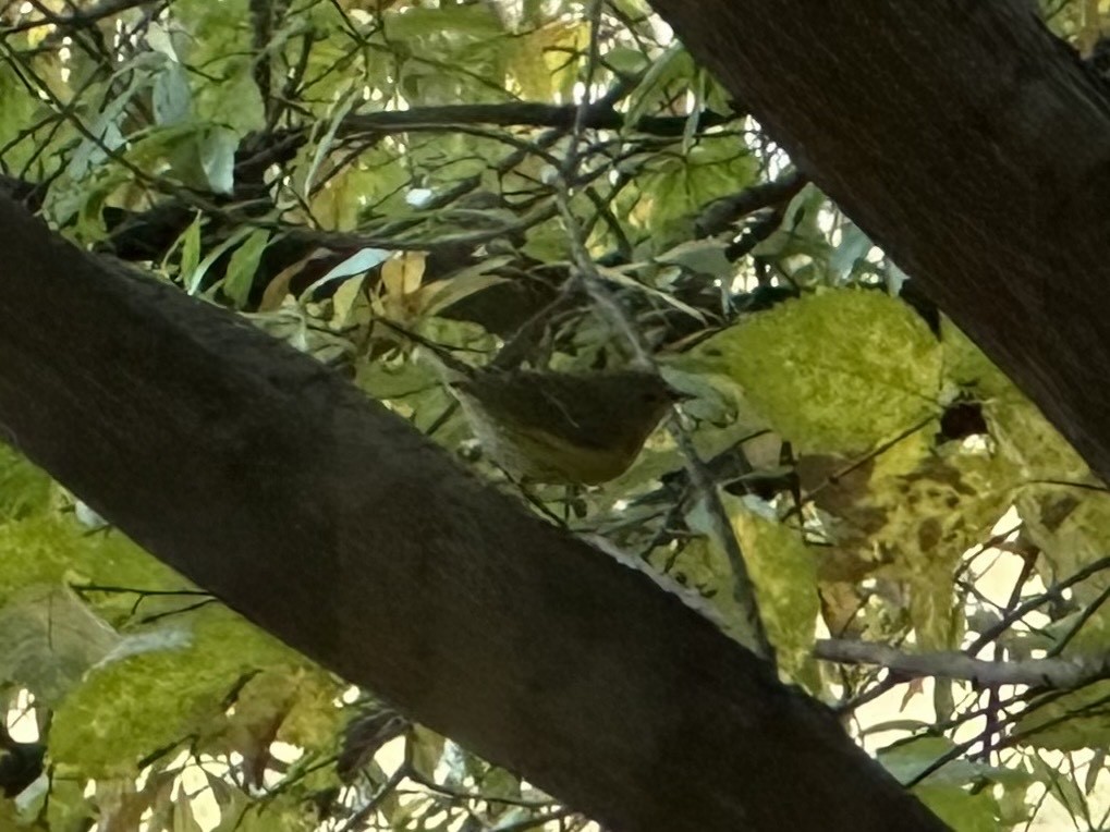 magnoliaparula - ML644387323