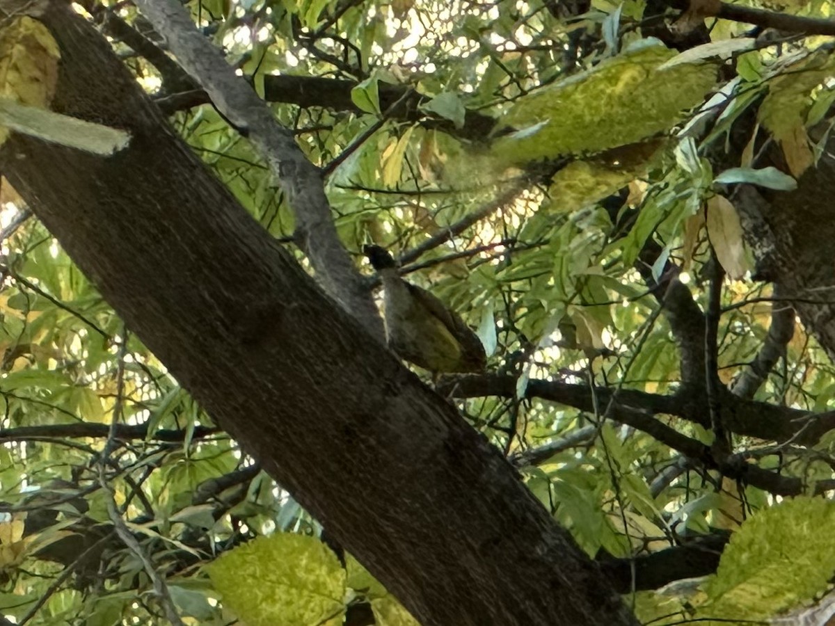 magnoliaparula - ML644387324