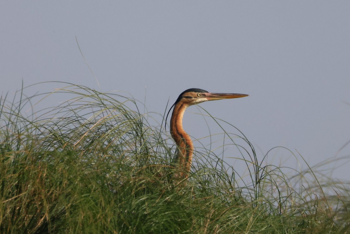 Purple Heron - ML644387341