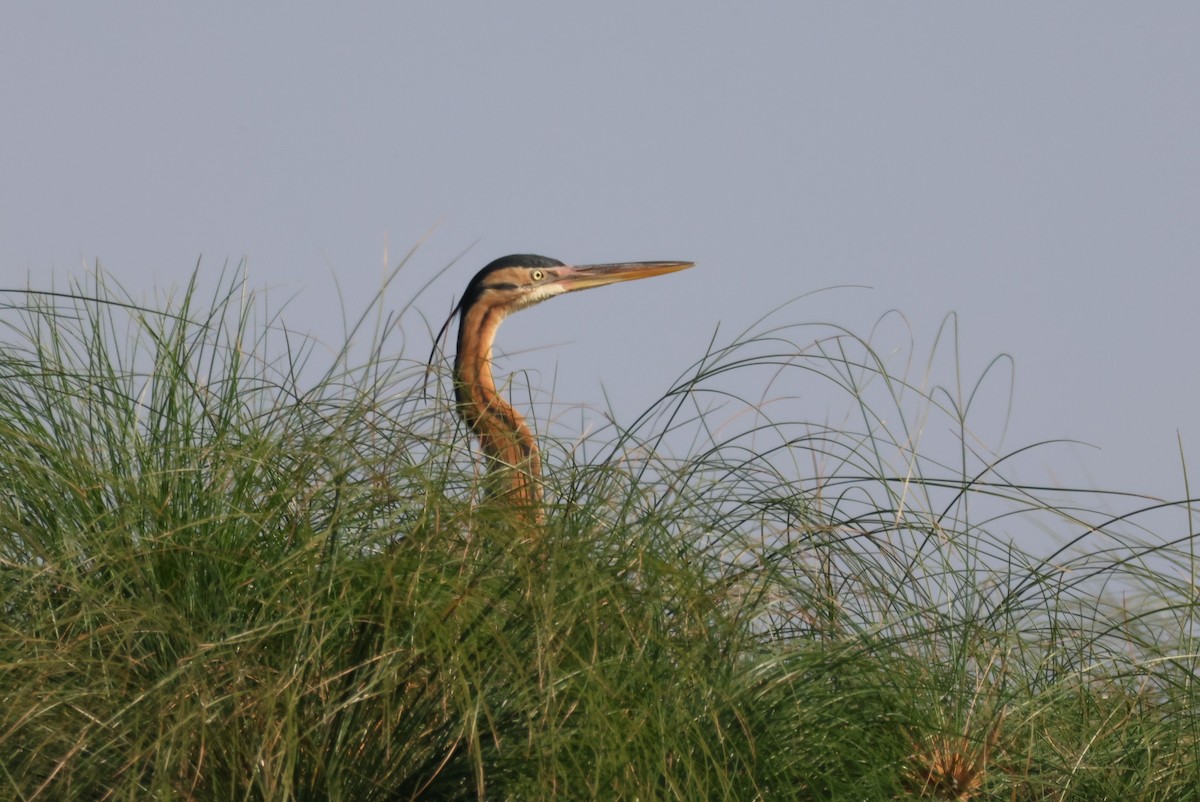 Purple Heron - ML644387342
