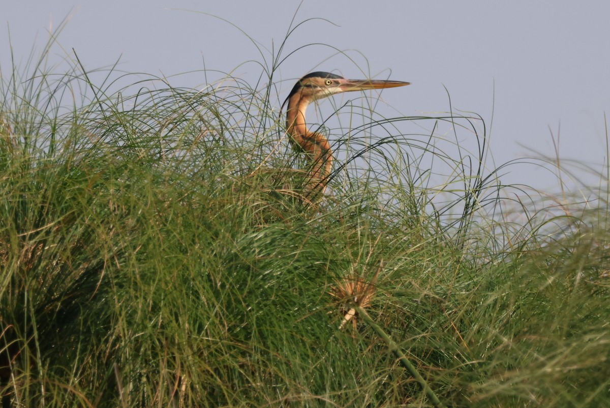 Purple Heron - ML644387343