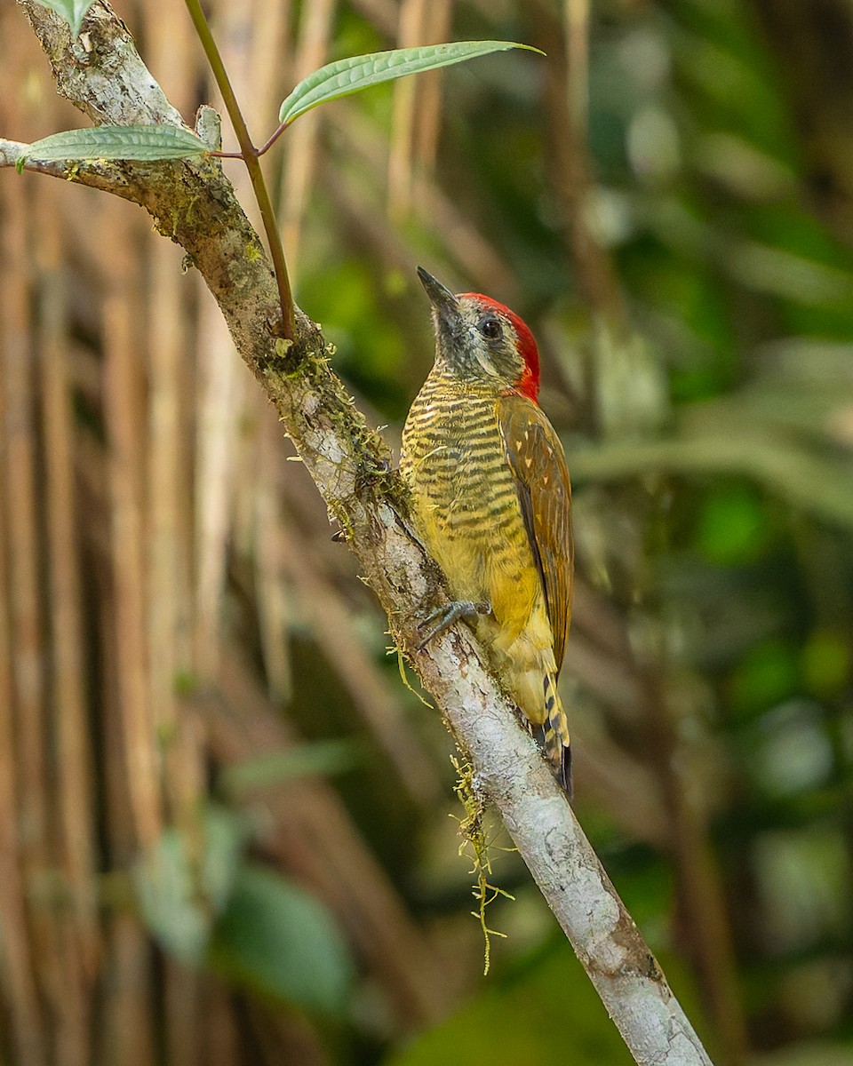 Yellow-vented Woodpecker - ML644387359