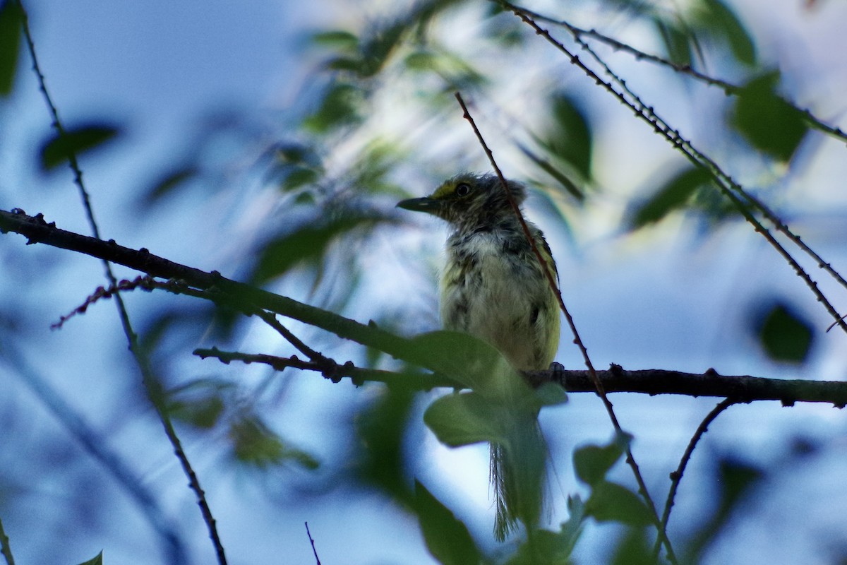 Белоглазый виреон - ML644387361
