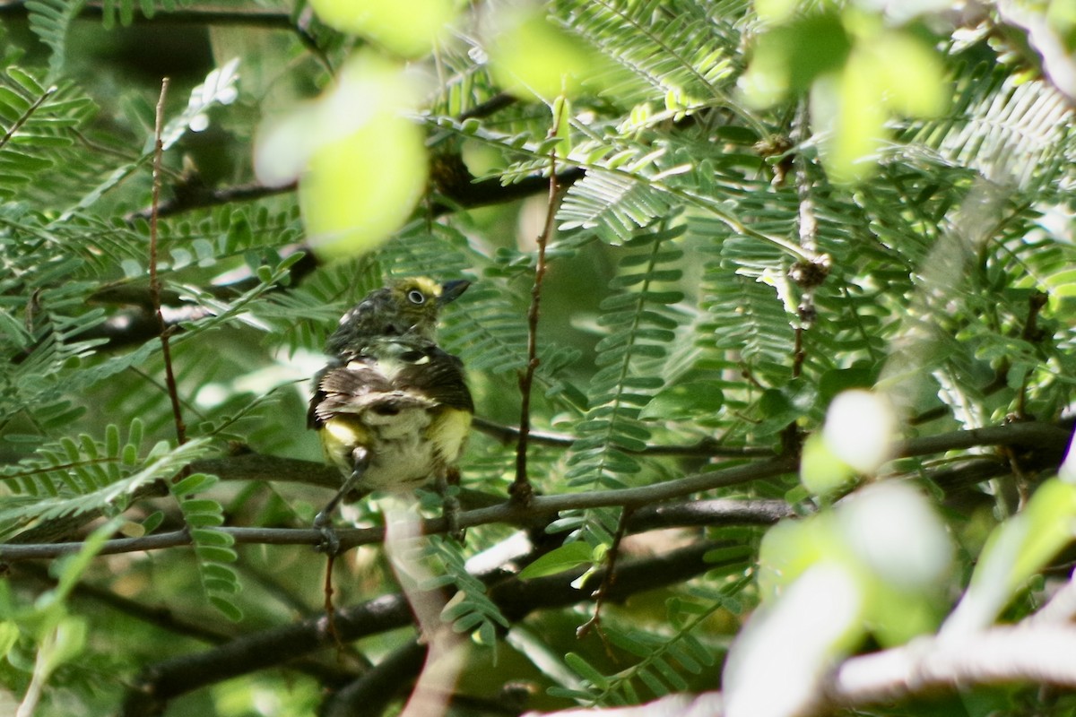 Белоглазый виреон - ML644387362