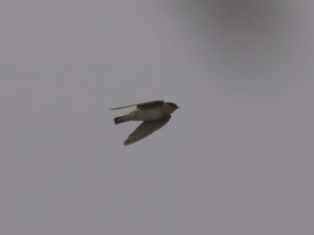 Hirondelle à front brun - ML644387366