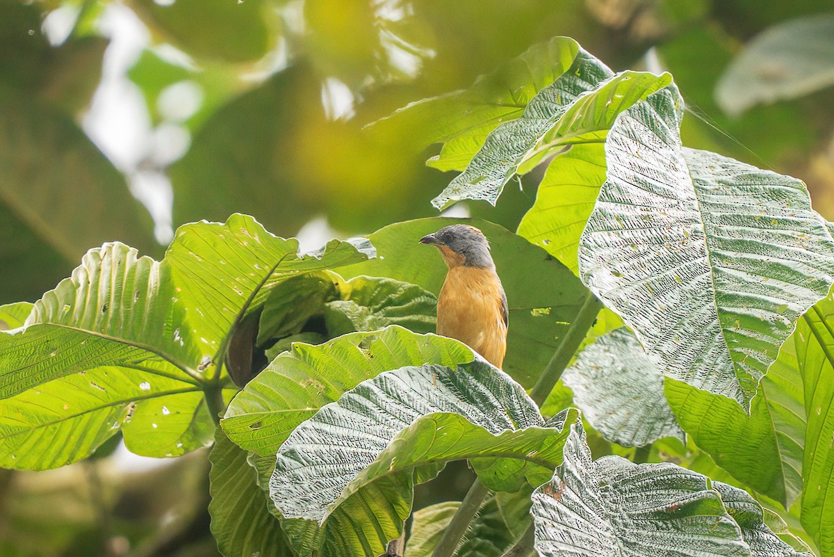 Rufous-crested Tanager - ML644387369