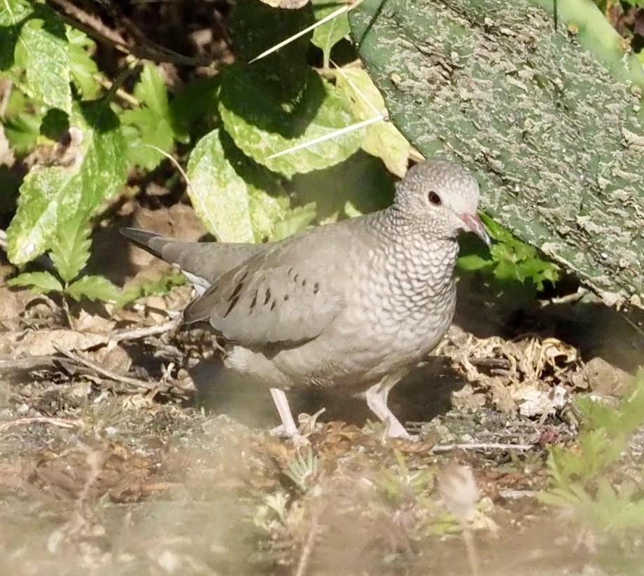 Common Ground Dove - ML644387372