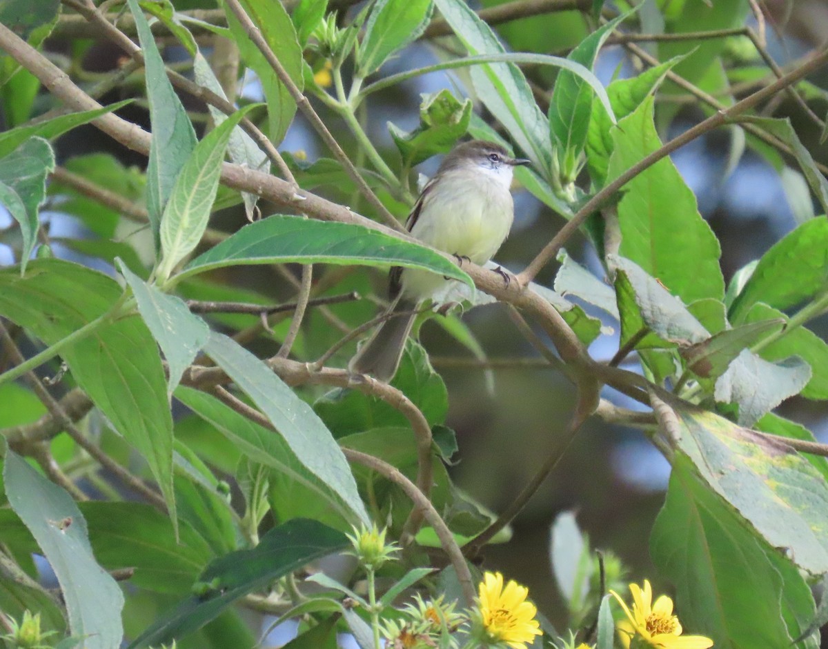 フタスジタイランチョウ - ML644387382